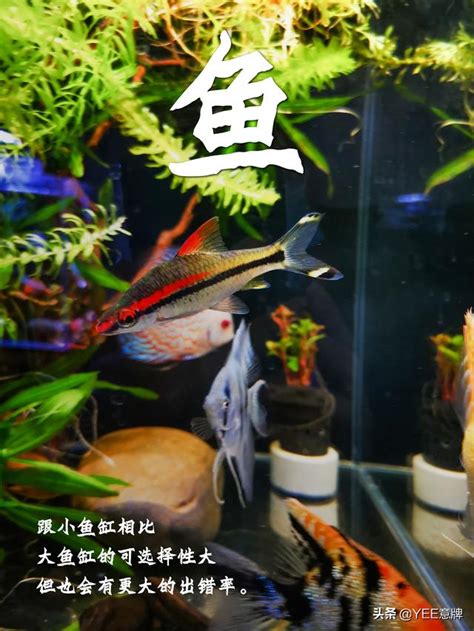 一尺魚缸養多少魚|[閒聊] 魚缸到底可以養多少魚